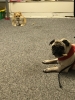 woof club  :)