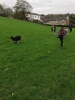 The fastest dog in the park